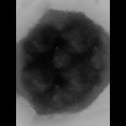 Nf Intro 3 1h