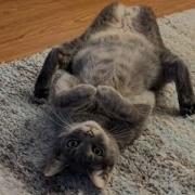 CATS Crazy Antics And Unpredictable Mayhem