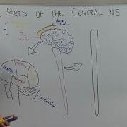 Overview Of The Central Nervous System CNS