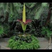 Titan Arum At The U S Botanic Garden Time Lapse