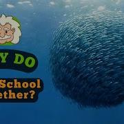 Why Do Fish School Together