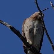 Red Tail Hawk Cry