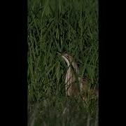 Most Unique SOUNDING Bird American Bittern Call Birdcalls