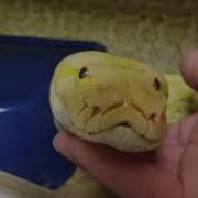 Friendly Burmese Python