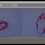 SmartMicroScope Using The Compare Feature