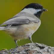 Black Capped Chickadee Calls Black Capped Chickadee Song Black Capped Chickadee