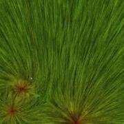 Potential Vector Field Dynamic Streamline