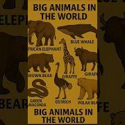 The Biggest Animals In The World 2