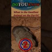 The Smallest Animal On Earth Smallest Mammal Shorts