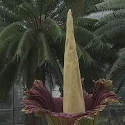Corpse Flower Blooms At Botanic Gardens In Washington D C