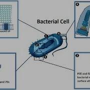Bacteria Structure Function And Utility Overview
