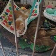 This Is Why Cisco Is So Expensive Splicing With Loopback Testing And Tricky Kittens
