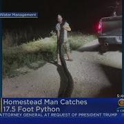 Trapper Nabs Huge Python In The Everglades