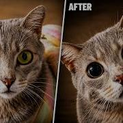 CATS Weird And Unpredictable