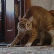 CATS Unstoppable Chaos And Crazy Smart Antics