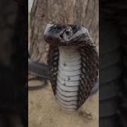 Dangerous Black Cobra Hiss Snake Kingcobra Reptiles