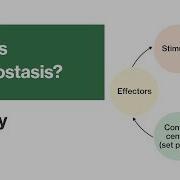 What Is Homeostasis Biology