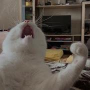Cats So Overdramatic They Deserve An Oscar Best Funny Cat TV