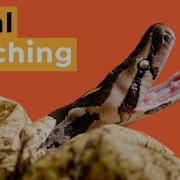 Why This Baby Python S Life Will Soon Be Over I Nature Is Brutal
