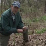 Identifying And Harvesting Fiddleheads