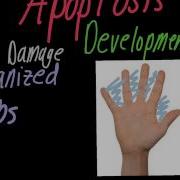 Cell Death Explained Necrosis Vs Apoptosis