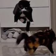 CATS Crazy And Unpredictable