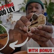 Repotting Amorphophallus Atroviridis Bonus Plant Shopping
