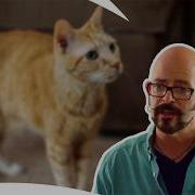 Devon Rex Turns Violent My Cat From Hell S9 Ep3 Animal Planet India