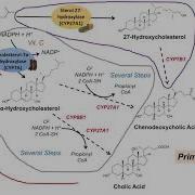 Bile Acid Synthesis Classic And Alternative Pathways Primary And Secondary Bile Acids