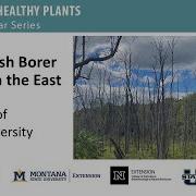 Using Science To Understand And Manage Emerald Ash Borer