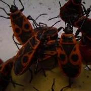 Under Microscope How Are Firebug Pyrrhocoris Apterus Laying Eggs In A Petri Dish