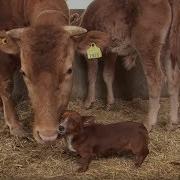 The Cow Is This Dog S Mom Part 1 Kritter Klub