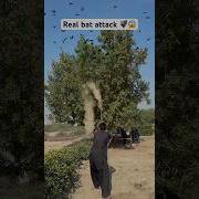 Real Bat Birds Attack Bat Attack Farming Hunting Birds