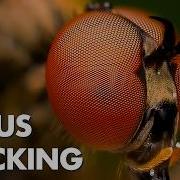 Trying Different Focus Stacking Methods In The Field