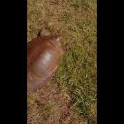 Deja Vu Turtle