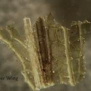 My Living World Pocket Microscope Kit Hobbycraft