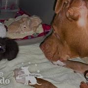 Runt Pittie Puppy Grows Up To Be Obsessed With Kittens The Dodo Pittie Nation
