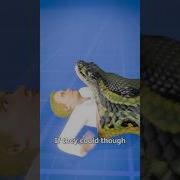 What Happens If A Snakes Eats You