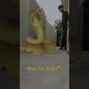 Snake Vfx Snake Vfx Funny Viral Shorts Shortsfeed Comedy Snakevfx Magic