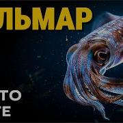 Кальмар самое странное существо на вашей тарелке