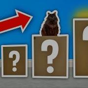 Cat MYSTERY Boxes