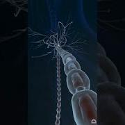 What Happens Inside YOUR Brain S Neuron Synapses