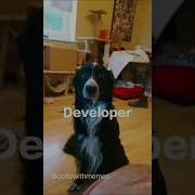 Tester Developer Code Shorts