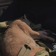 Mountain Lion Caught After Hunkering Down In Backyard Of Azusa Home