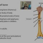 Skeletal System And Bone Tissue