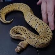 Scaleless Head Ball Python How Does It Shed