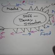 Neural Circuits Pattern Generator Neural Circuits With Command Neurons 11 4 2015