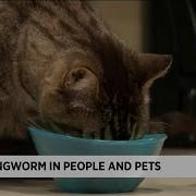 Ringworm In People And Pets