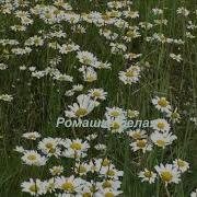 Песня под баян Ромашка белая