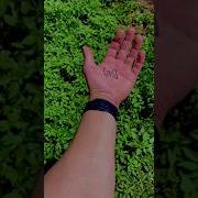 TRIPPY VIDEOS Datamosh Shorts